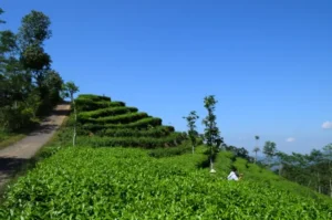 Nglinggo Tea Plantation, Agrotourism Combined with Exotic Natural Beauty in Yogyakarta
